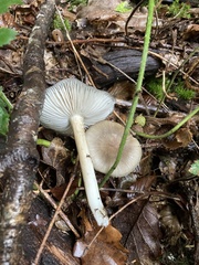 Pluteus salicinus