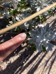 Artemisia stelleriana