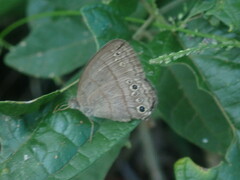 Cissia themis