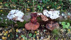Ganoderma carnosum