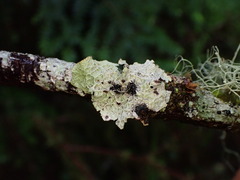 Platismatia norvegica