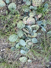 Opuntia humifusa
