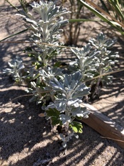 Artemisia stelleriana