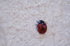 Coccinella septempunctata