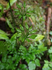 Coptis aspleniifolia