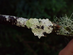 Platismatia norvegica