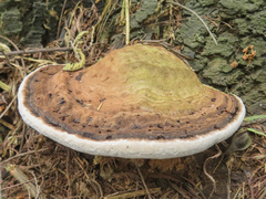 Ganoderma applanatum