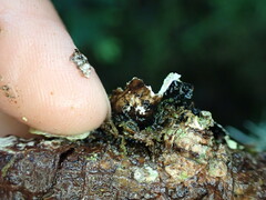 Platismatia norvegica