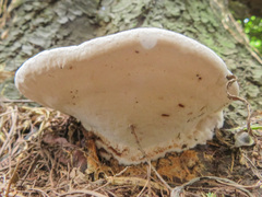 Ganoderma applanatum