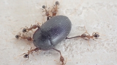 Opatrini
