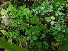 Coptis aspleniifolia