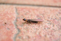 Kalotermes flavicollis