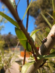 Eriopis connexa