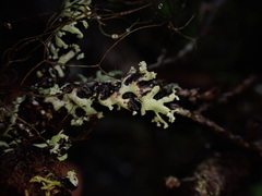 Menegazzia subsimilis