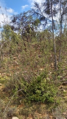 Leucadendron corymbosum