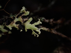 Menegazzia subsimilis