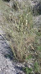 Eragrostis superba
