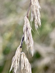Bouteloua curtipendula