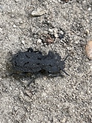 Phloeodes diabolicus