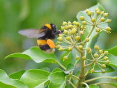 Bombus