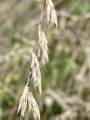 Bouteloua curtipendula