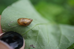 Succinea putris