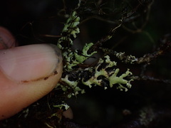 Menegazzia subsimilis