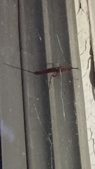 Ichneumonoidea