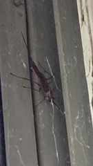 Ichneumonoidea