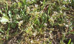 Corrigiola litoralis