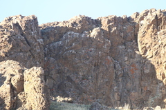 Corvus corone orientalis