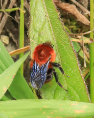 Bombus rubicundus