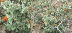 Buddleja marrubiifolia