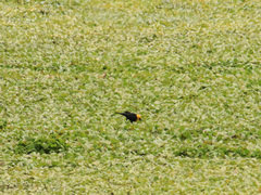 Chrysomus icterocephalus