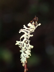 Hypogymnia hultenii