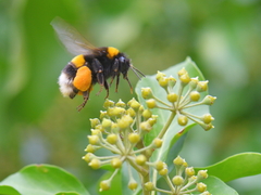 Bombus