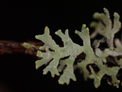 Hypogymnia hultenii