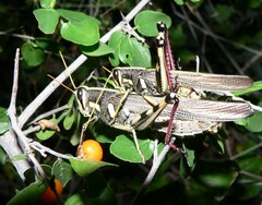 Schistocerca albolineata