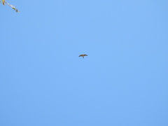 Falco peregrinus anatum