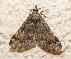 Idia lubricalis
