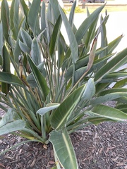 Strelitzia