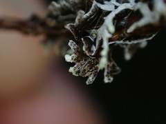 Hypogymnia hultenii