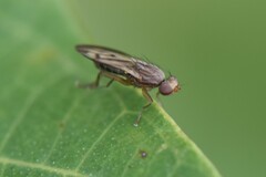Opomyza