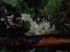 Sphaerophorus tuckermanii