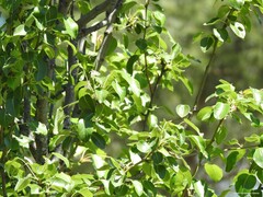 Pyrus bourgaeana