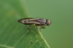 Opomyza
