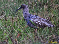 Theristicus caerulescens
