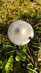 Leucocybe connata