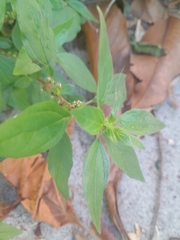 Parietaria judaica