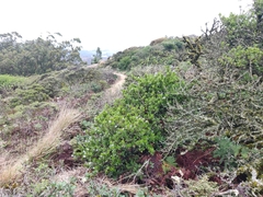 Ceanothus thyrsiflorus